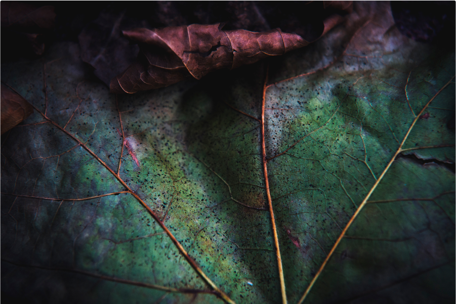 Capital Gearing Trust – Full Year Results