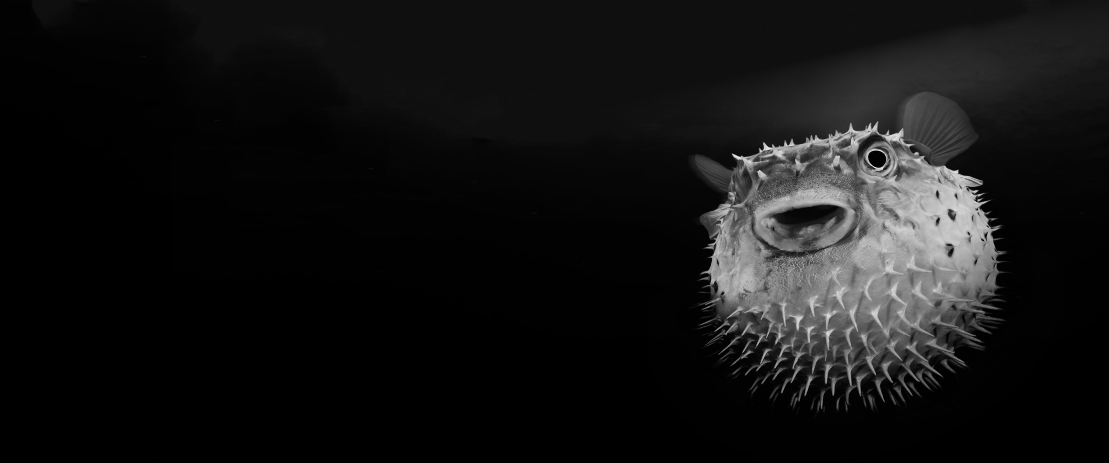 Banner Pufferfish