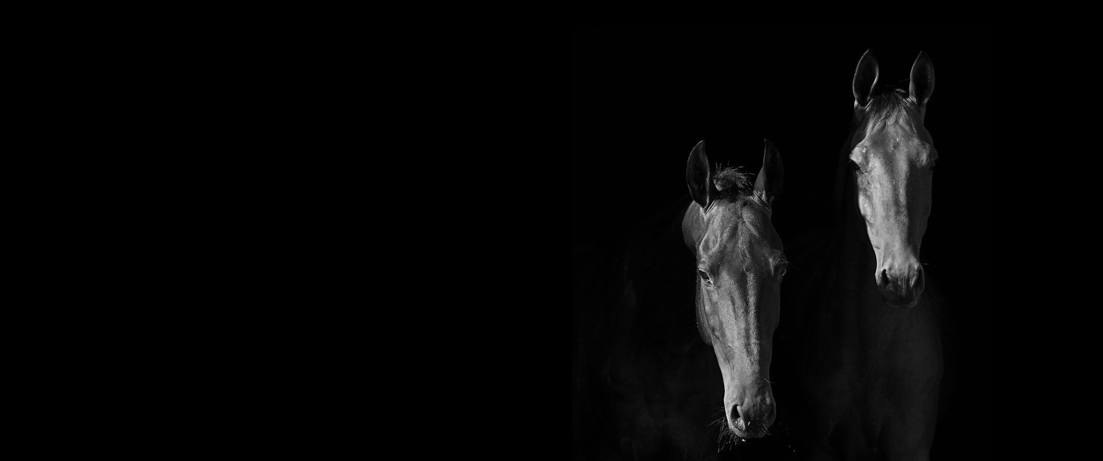 Cgt Banner Investors