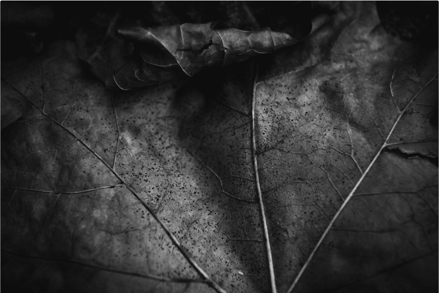 Capital Gearing Trust – Full Year Results – Webinar Slides