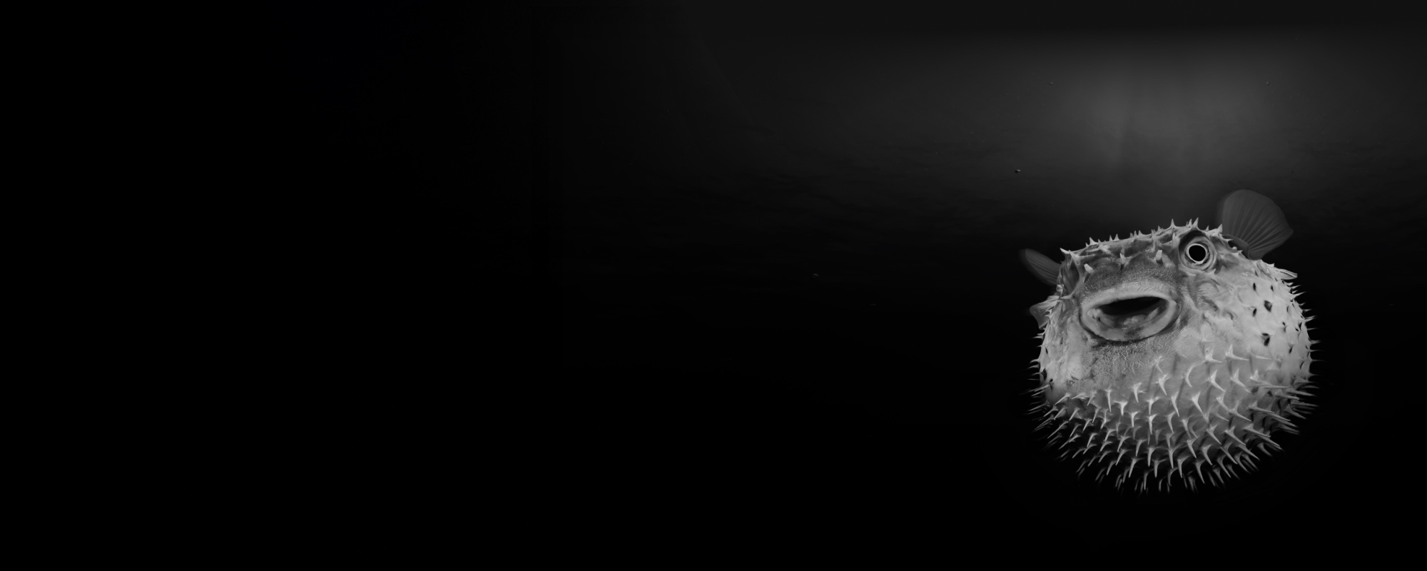 Capital Gearing Trust Home Banner Puffer