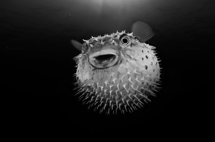 Post Feat 3 No Border