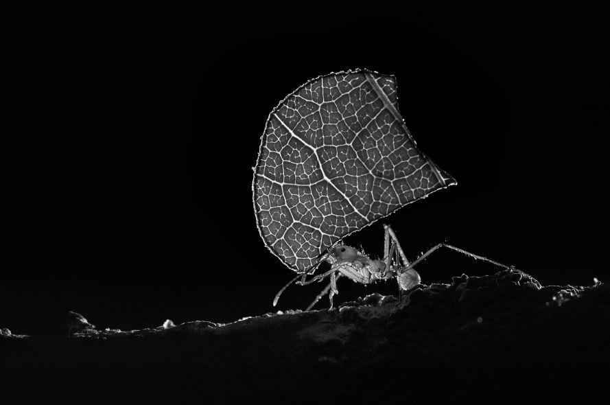 Post Feat 5 No Border